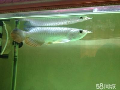 b級(jí)過背金龍魚20cm是什么色：\b級(jí)過背金龍魚20cm過背金龍魚20cm