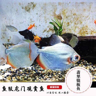 白化銀板咬龍魚