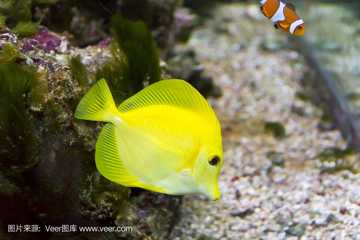 大洋的魚缸里：大洋水族魚缸店黃河路店 魚缸百科 第1張