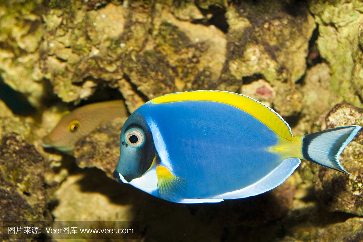 大洋的魚缸里：大洋水族魚缸店黃河路店 魚缸百科 第3張