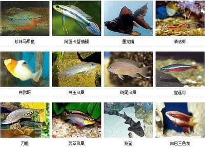 巴龍魚是什么魚種類：巴龍魚分布區(qū)域 龍魚百科 第2張