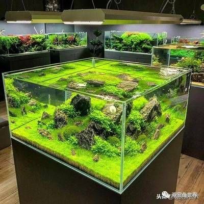 草原魚缸造景：草原魚缸造景的技巧 魚缸百科 第4張