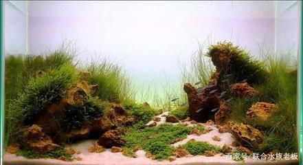 草原魚缸造景：草原魚缸造景的技巧