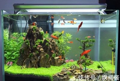 不能送人魚缸是什么意思：為什么魚缸不能送人？