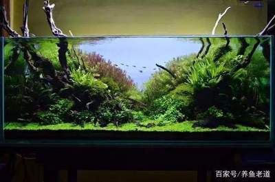 大型魚缸養(yǎng)魚的品種 魚缸百科 第1張