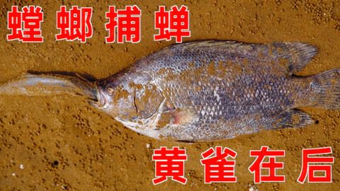 大梅的魚缸：大梅的魚缸故事 魚缸百科 第1張