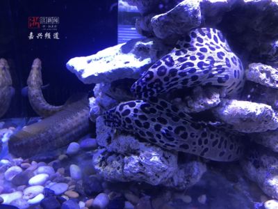 貝殼類魚缸：如何選擇貝殼類魚缸裝飾 魚缸百科 第1張