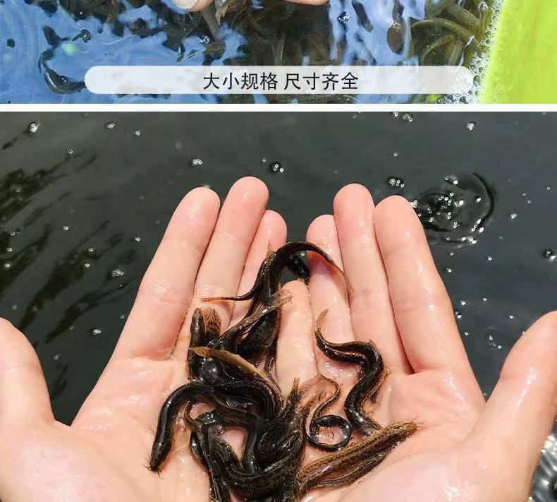 龍魚魚苗怎么養(yǎng)殖方法圖解：龍魚魚苗怎么養(yǎng)殖方法 龍魚百科 第1張