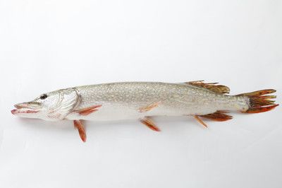 雪龍魚價(jià)格：雪龍魚價(jià)格信息