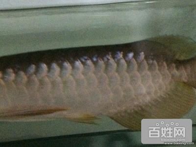 怎樣使紅龍魚食欲增加呢：如何提高紅龍魚的食欲 龍魚百科 第2張