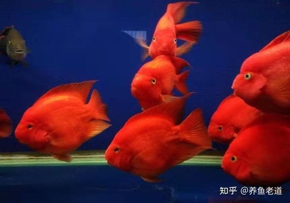 大梅趕海魚缸怎么養(yǎng)魚好：關(guān)于大梅趕海魚缸養(yǎng)魚的一些指南和注意事項 魚缸百科 第1張