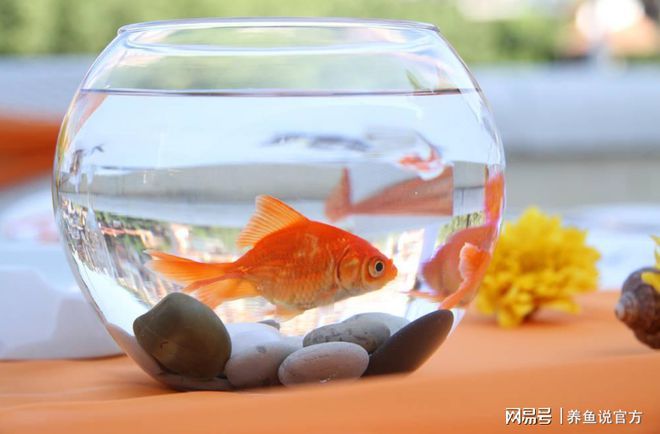 半圓柱形魚缸養(yǎng)什么魚好看：半圓柱形魚缸適合養(yǎng)什么樣的魚 魚缸百科 第4張