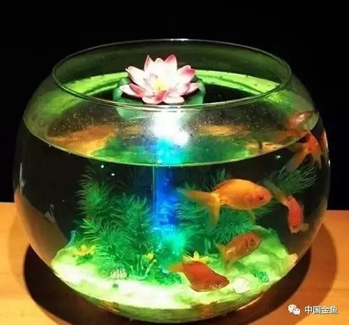 半圓柱形魚缸養(yǎng)什么魚好看：半圓柱形魚缸適合養(yǎng)什么樣的魚