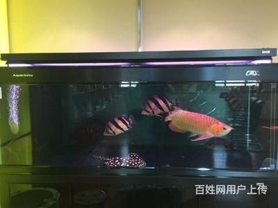 安彩魚缸怎么樣清洗：清洗魚缸的一些方法和注意事項(xiàng) 魚缸百科 第3張