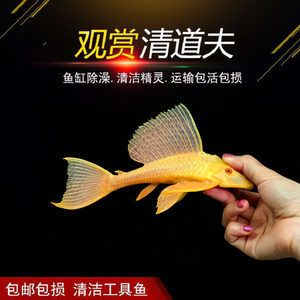 除了清道夫還有什么魚能清潔魚缸：清潔魚缸底沙清潔魚缸底沙清潔魚缸底沙清潔魚缸底沙 魚缸百科 第3張