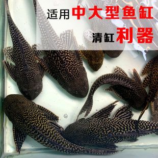 除了清道夫還有什么魚(yú)能清潔魚(yú)缸：清潔魚(yú)缸底沙清潔魚(yú)缸底沙清潔魚(yú)缸底沙清潔魚(yú)缸底沙 魚(yú)缸百科 第1張