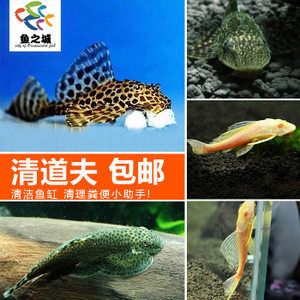 除了清道夫還有什么魚能清潔魚缸：清潔魚缸底沙清潔魚缸底沙清潔魚缸底沙清潔魚缸底沙 魚缸百科 第2張