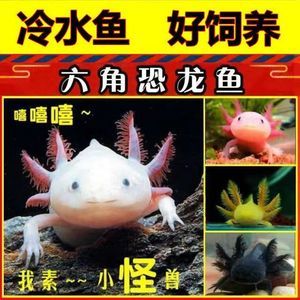 養(yǎng)龍魚需要24小時打氧嗎：養(yǎng)龍魚需要24小時打氧嗎， 龍魚百科 第3張