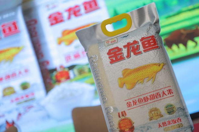 金龍魚吃顆粒飼料嗎