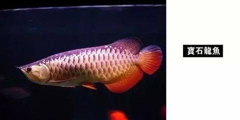 龍魚(yú)燈光顏色：龍魚(yú)燈光顏色的選擇