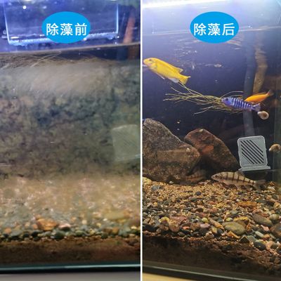 吃魚缸底部殘渣的螺：吃魚缸底部殘渣的螺主要包括蘋果螺、橙兔螺和黑金剛螺等幾種 魚缸百科 第1張