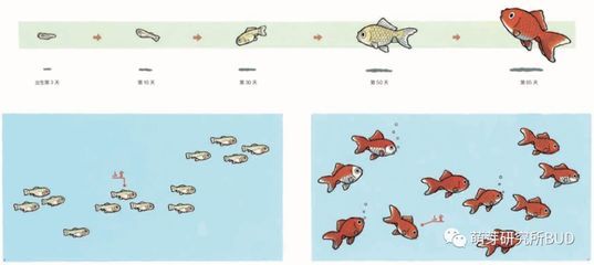 讀了金魚和魚缸我懂得了什么：學(xué)習(xí)如何正確養(yǎng)金魚 魚缸百科 第4張