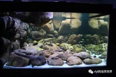 慈鯛老是攻擊其它魚缸：如何降低慈鯛攻擊性 魚缸百科 第4張