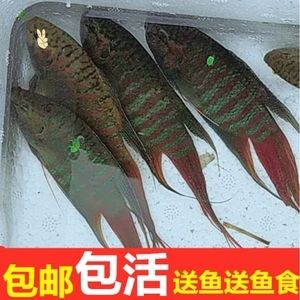 小龍魚苗喂什么魚食好：小龍魚喂什么魚食好 龍魚百科 第2張