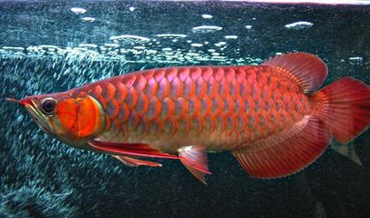 紅龍魚(yú)前鰭正常長(zhǎng)度：關(guān)于紅龍魚(yú)前鰭正常長(zhǎng)度