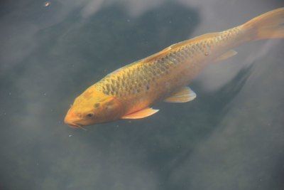 金龍魚幾度要加溫保存：金龍魚的最佳水溫范圍是多少 龍魚百科 第1張