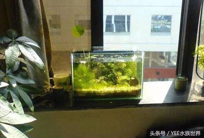 不養(yǎng)魚的空魚缸應該怎么處置：不養(yǎng)魚的空魚缸可以根據個人喜好和需求采取不同的處理方式 魚缸百科 第1張