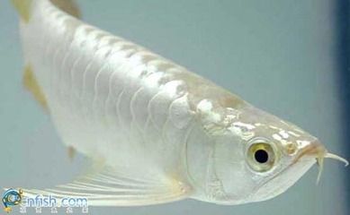 白金龍魚(yú)價(jià)格多少錢一條魚(yú)：白金龍魚(yú)價(jià)格多少錢一條