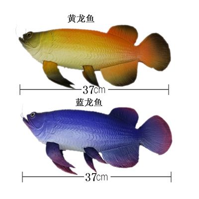 藍(lán)龍魚和金龍魚的區(qū)別：藍(lán)龍魚和金龍魚在外觀、飼養(yǎng)特性和市場(chǎng)價(jià)值等方面存在明顯的區(qū)別 龍魚百科 第1張