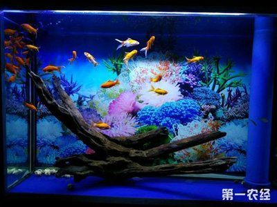 草金魚魚缸造景好還是裸缸好：草金魚魚缸造景好還是裸缸好，草缸造景的優(yōu)點在于美觀性和生態(tài)平衡 魚缸百科 第3張