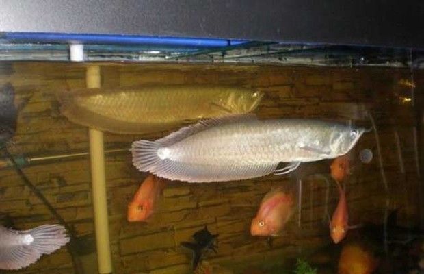 35公分龍魚喂多少魚糧好：35公分的龍魚喂食量需要注意日常管理和飼養(yǎng)原則 龍魚百科 第1張