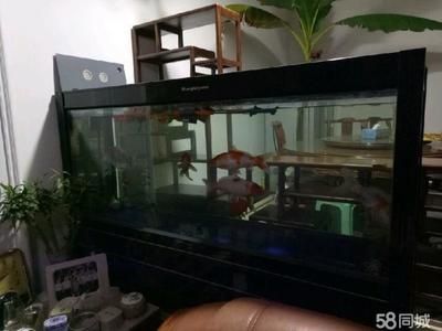 大魚缸哪里買便宜：購買大魚缸時價格、質(zhì)量和購買渠道都是需要考慮的因素 魚缸百科 第1張