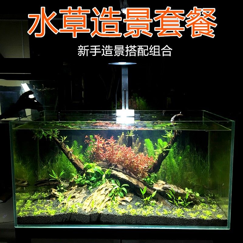 短鯛魚缸造景方法：根據搜索結果整理的短鯛魚缸造景方法 魚缸百科 第4張