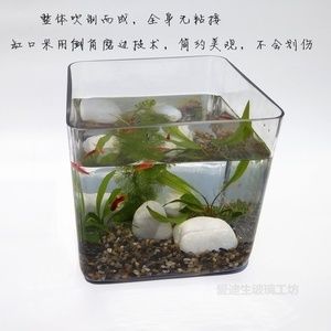 玻璃魚缸粘接：關于玻璃魚缸粘接的一些詳細信息 魚缸百科 第4張