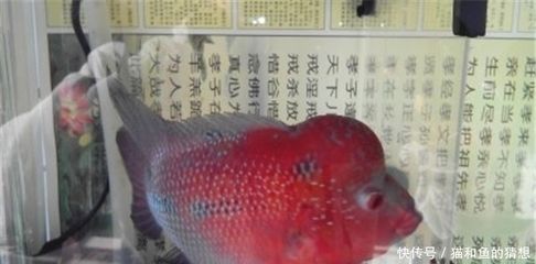 100升水下多少鹽魚(yú)缸：100升水下多少鹽魚(yú)缸加鹽