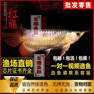 龍騰四海水族紅龍魚：龍騰四海水族紅龍魚體長可達50-100厘米