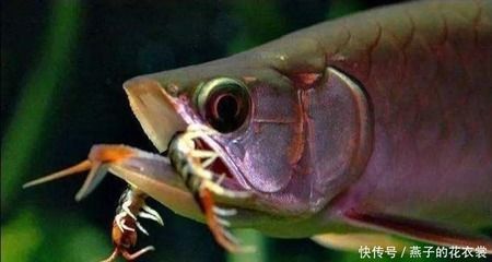 龍魚喂食蜈蚣會死嗎為什么：龍魚喂食蜈蚣會死嗎 龍魚百科 第1張