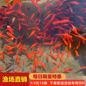 為什么龍魚禁止放生：龍魚為什么禁止放生？ 龍魚百科 第1張