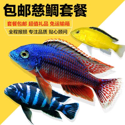 為什么龍魚禁止放生：龍魚為什么禁止放生？ 龍魚百科 第2張