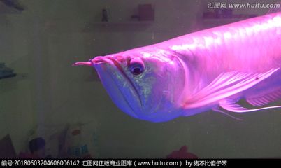 粉色的金龍魚：什么是粉色金龍魚？