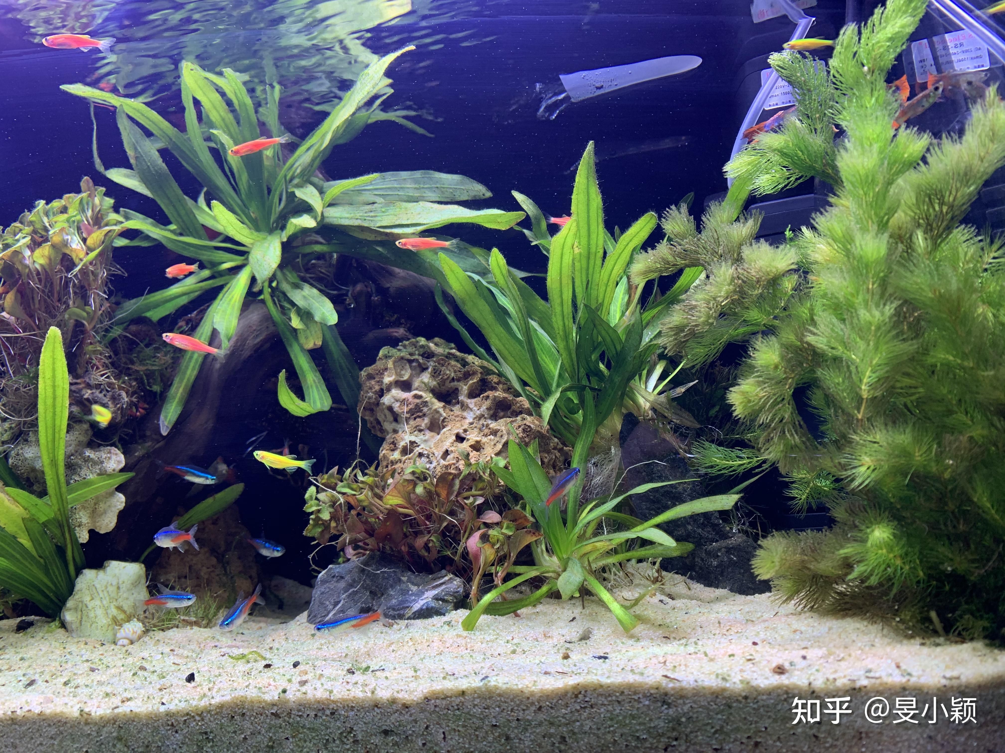 大型熱帶魚魚缸如何造景：大型熱帶魚魚缸的造景 魚缸百科 第1張