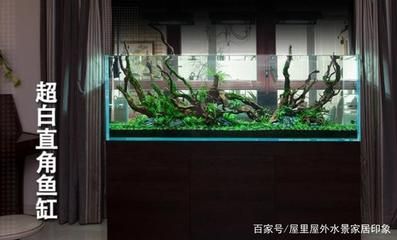 巴南哪里有魚(yú)缸賣的實(shí)體店：巴南區(qū)有哪些魚(yú)缸實(shí)體店？ 魚(yú)缸百科 第3張