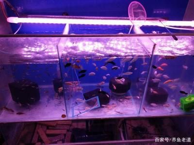 比較好養(yǎng)的魚缸觀賞魚品種：根據(jù)搜索結(jié)果推薦幾種比較好養(yǎng)的魚缸觀賞魚品種 魚缸百科 第3張