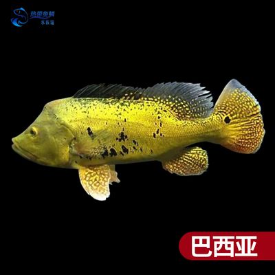 巴西亞魚會咬龍魚嗎：巴西亞魚與龍魚混養(yǎng)巴西亞魚可以與龍魚混養(yǎng)嗎 龍魚百科 第1張