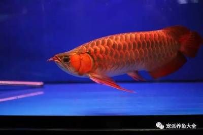 紅龍魚(yú)對(duì)水溫的要求是多少度的：紅龍魚(yú)對(duì)水溫的要求是多少