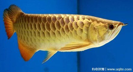 普通金龍魚一條多少錢：普通金龍魚一年的成本可能高達(dá)幾千元乃至上萬(wàn)元